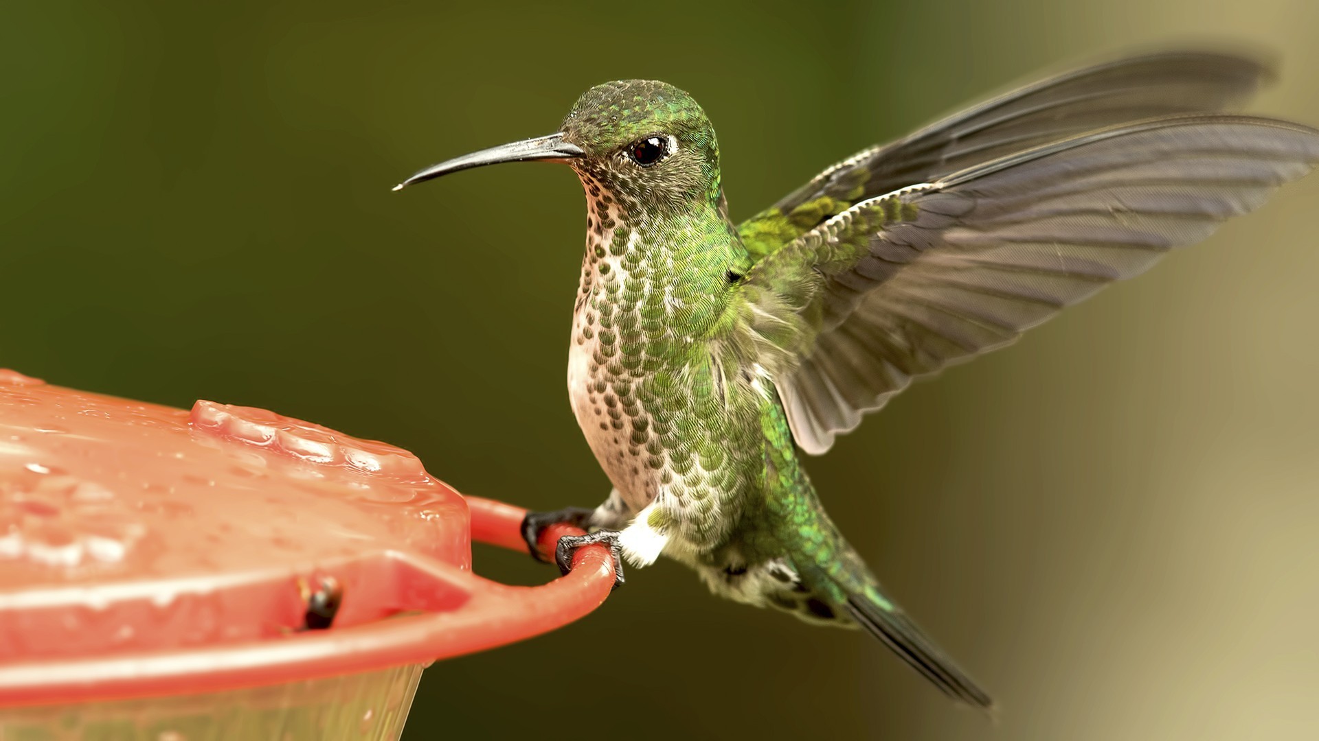 White-necked Jacobin
