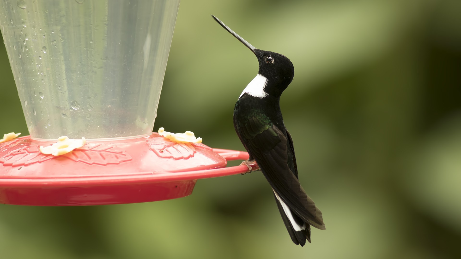 Collared Inca