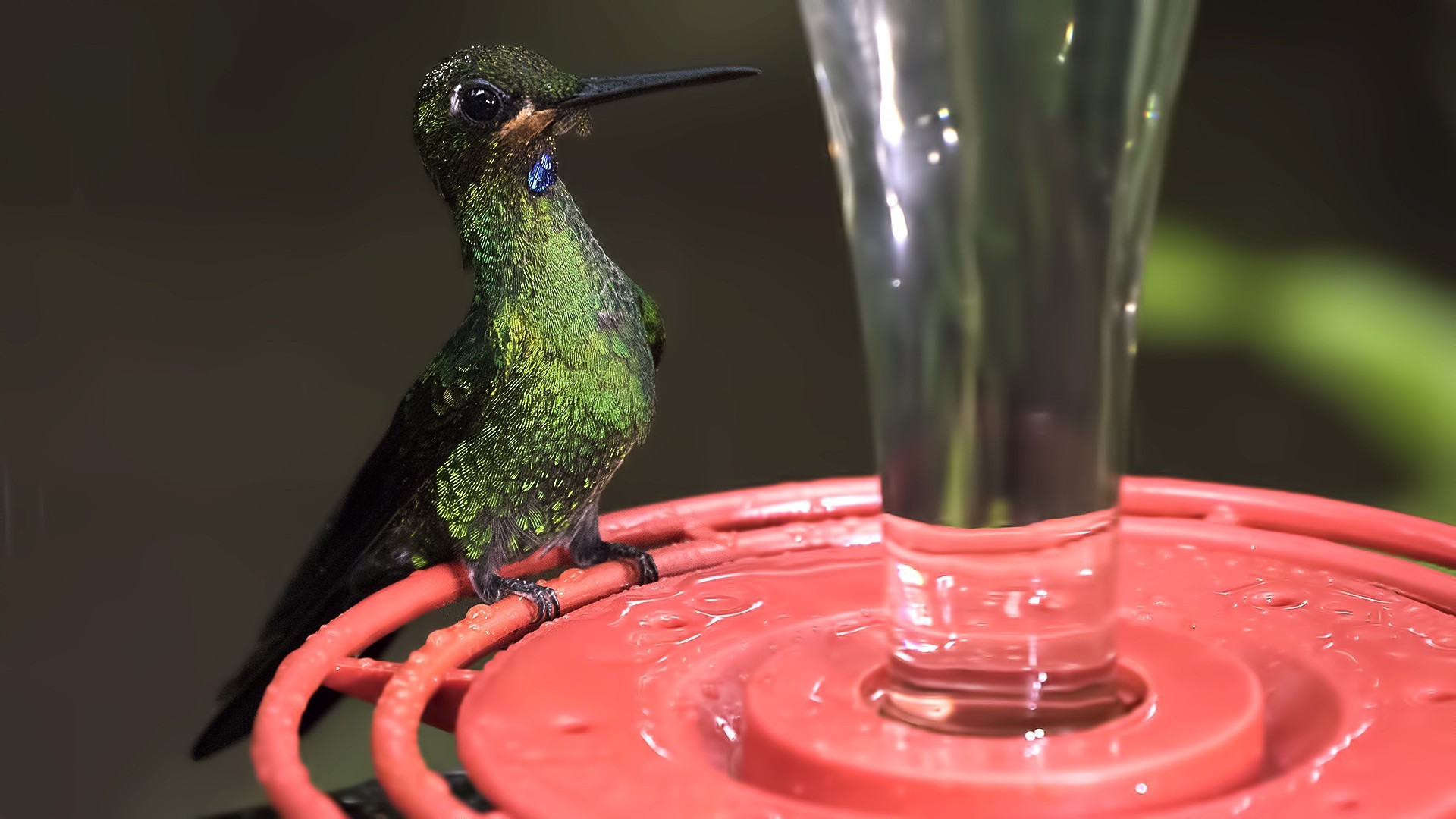 Green-crowned Brilliant