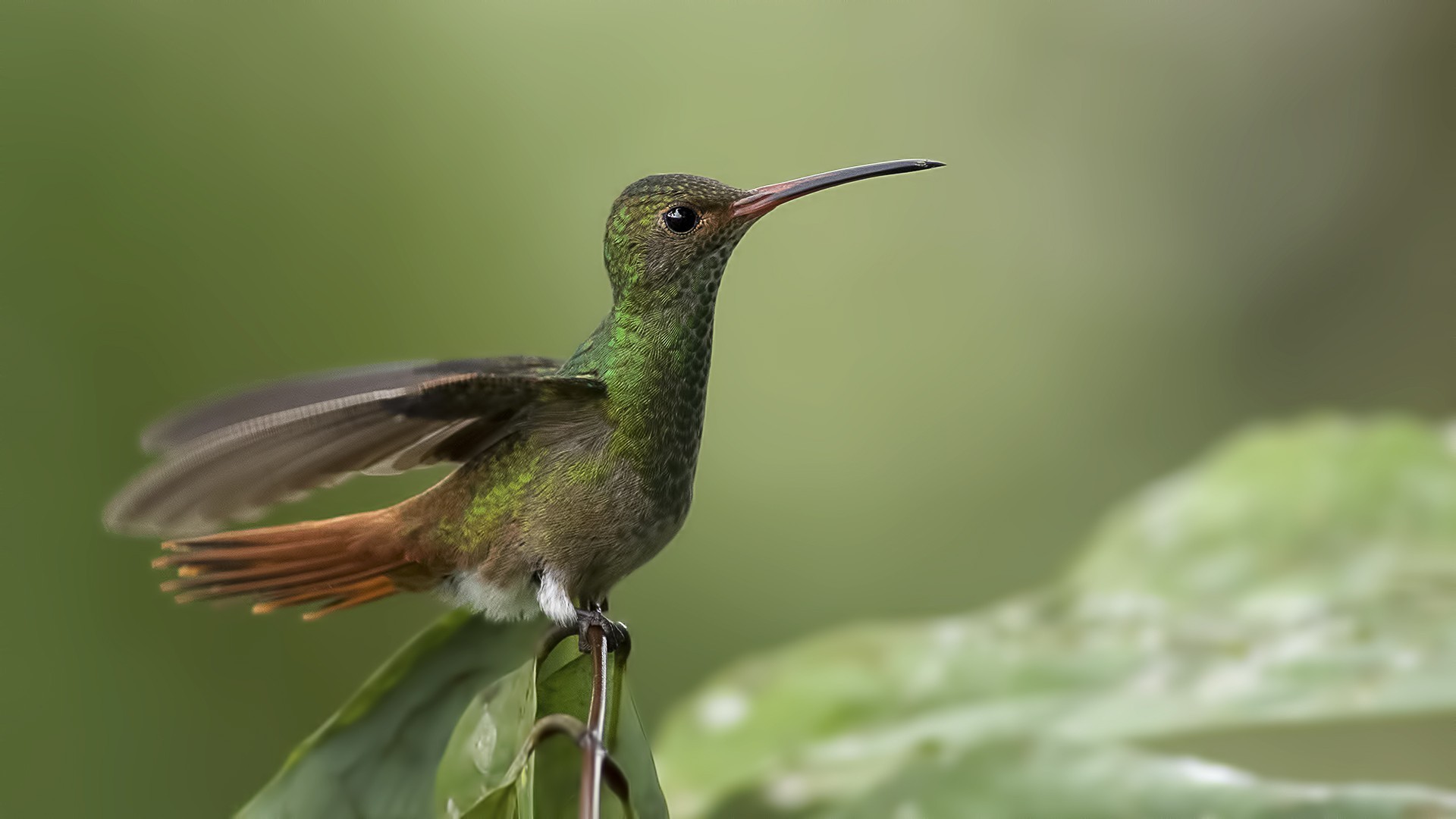 Rufous-tailed Hummingbird — Ana fotoğraf