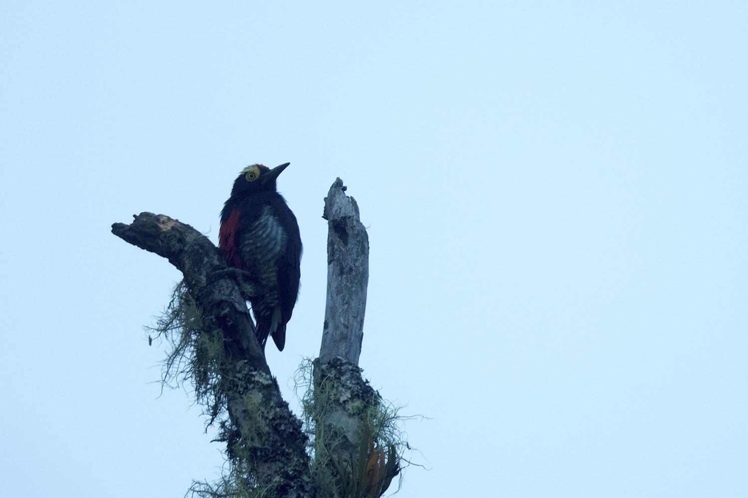 Yellow-tufted Woodpecker — Ana fotoğraf
