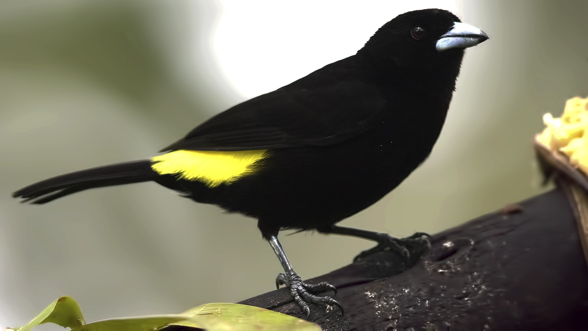 Lemon-rumped Tanager