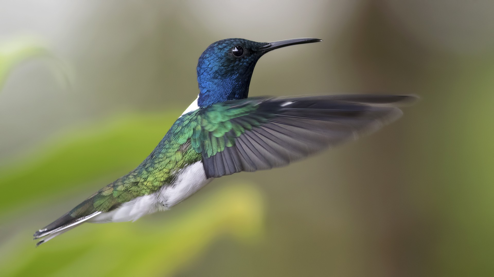 White-necked Jacobin — Ana fotoğraf