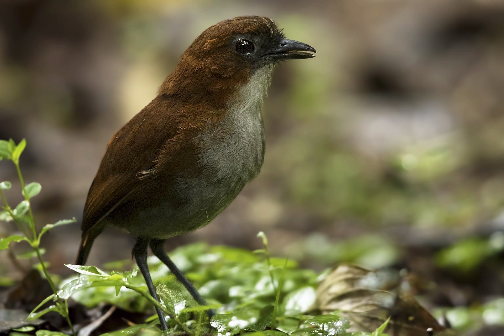White-bellied Antpitta