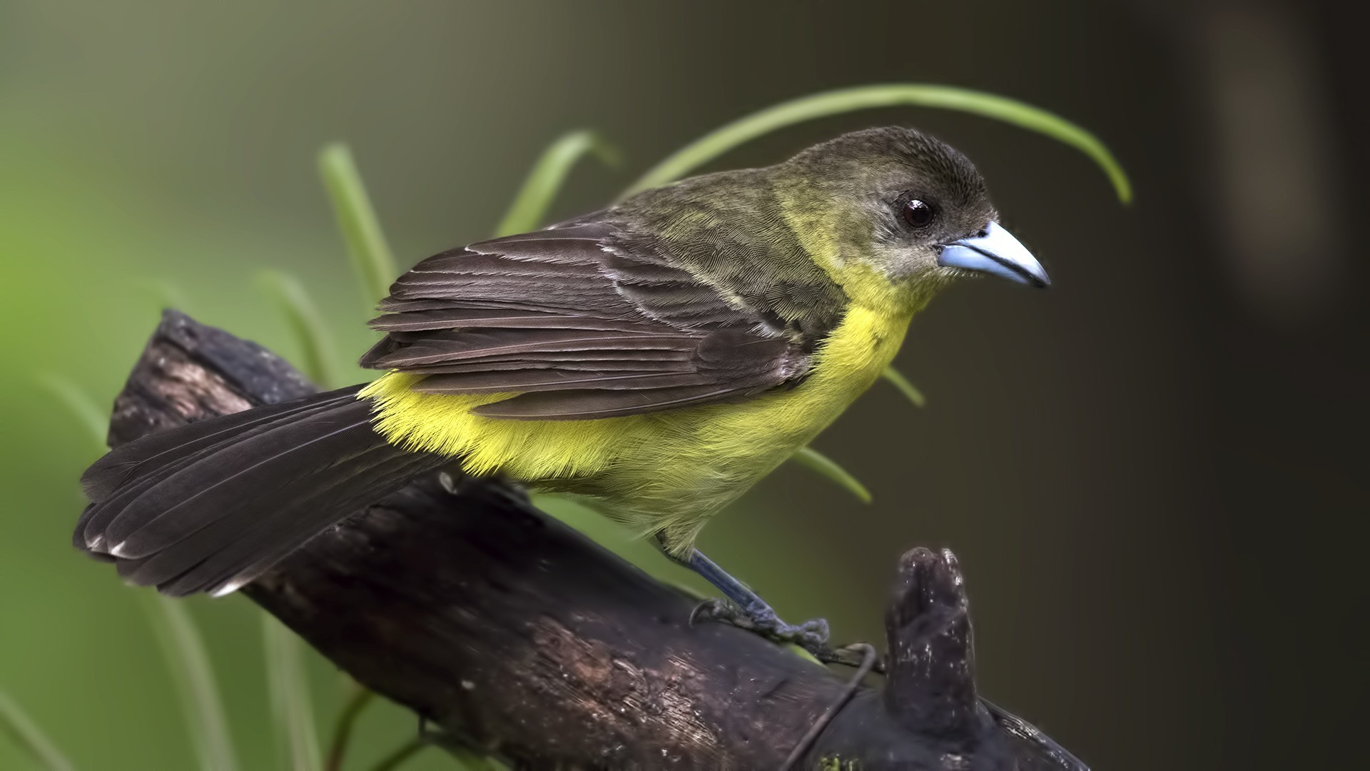 Lemon-rumped Tanager