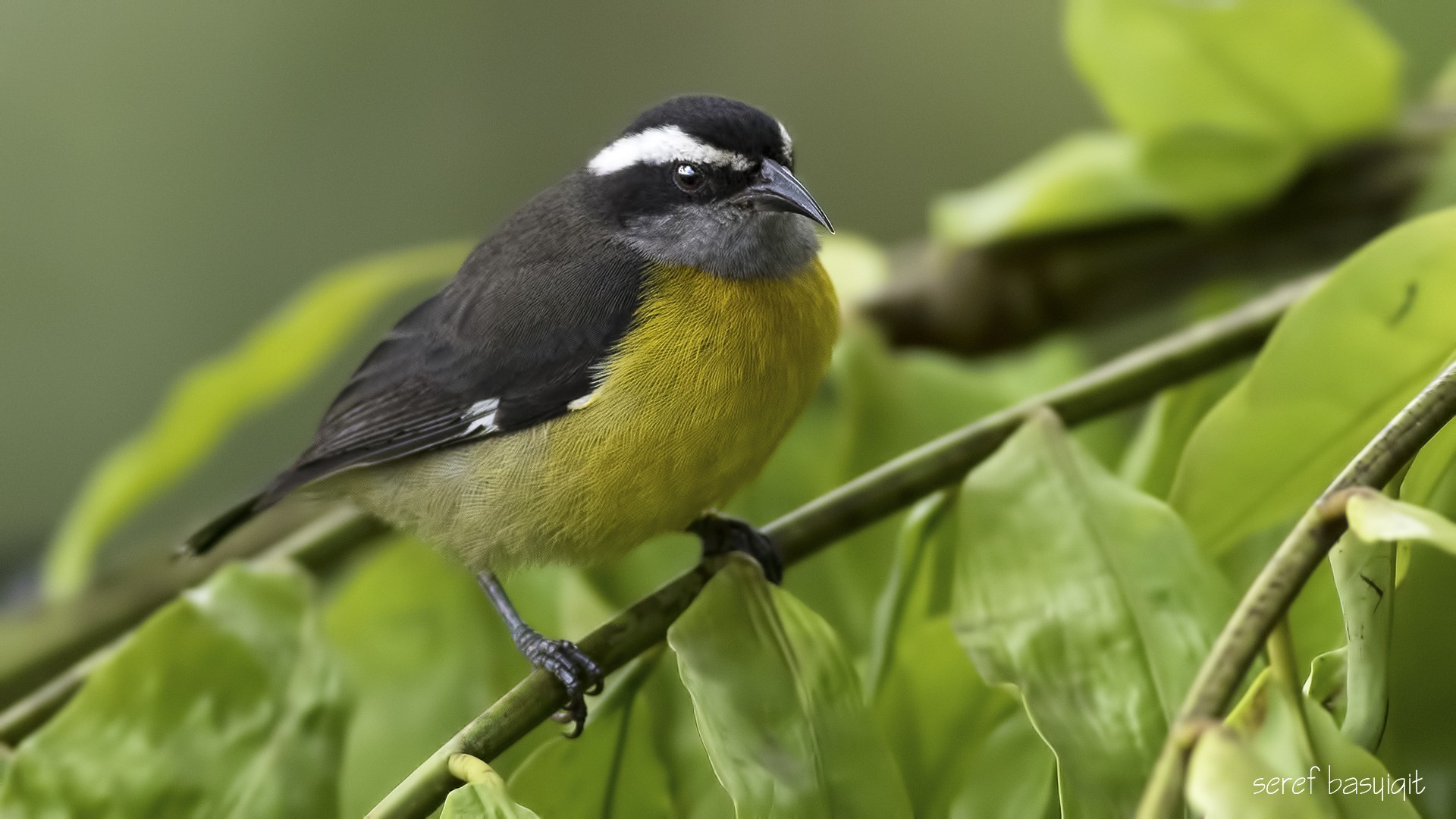 Bananaquit — Ana fotoğraf