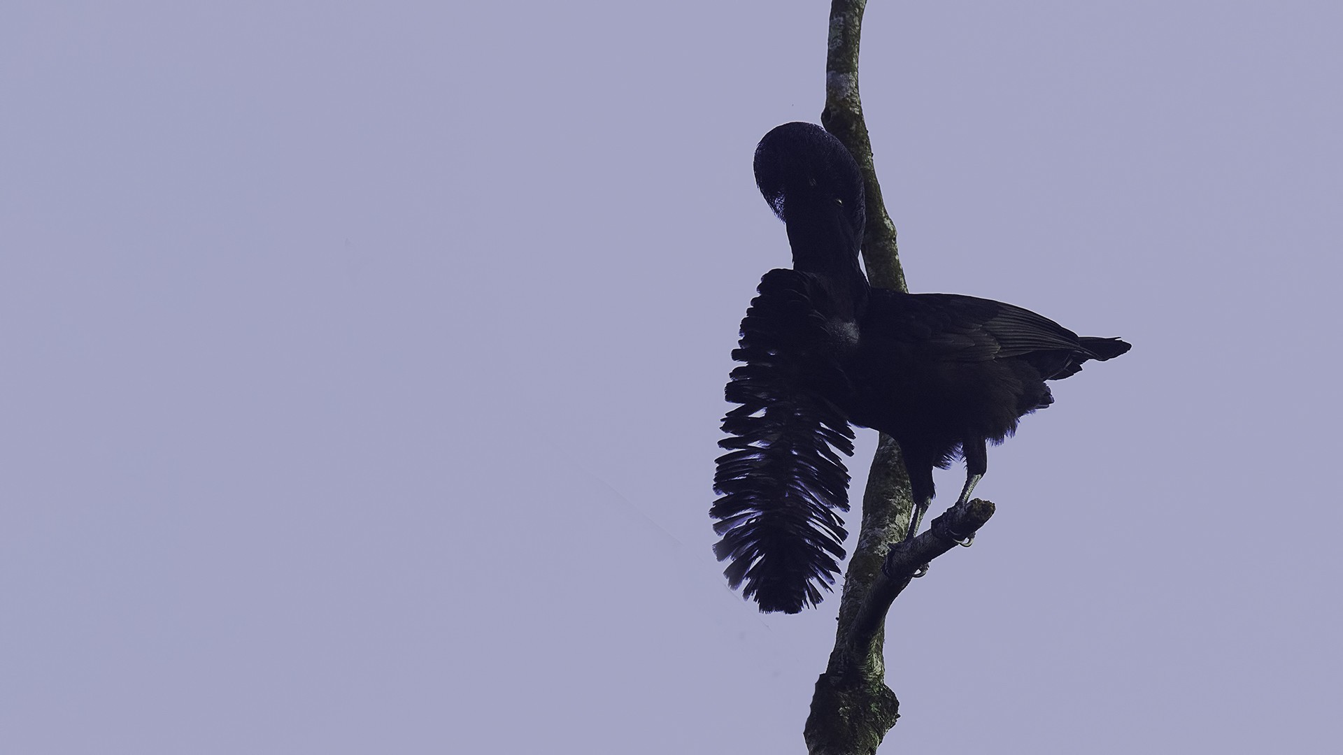 Long-wattled Umbrellabird — Ana fotoğraf