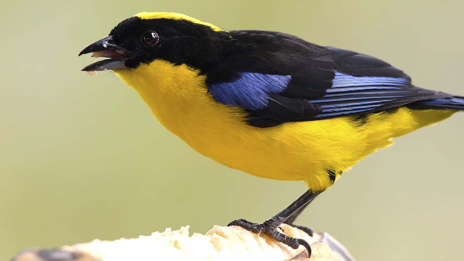 Blue-winged Mountain-tanager — Ana fotoğraf