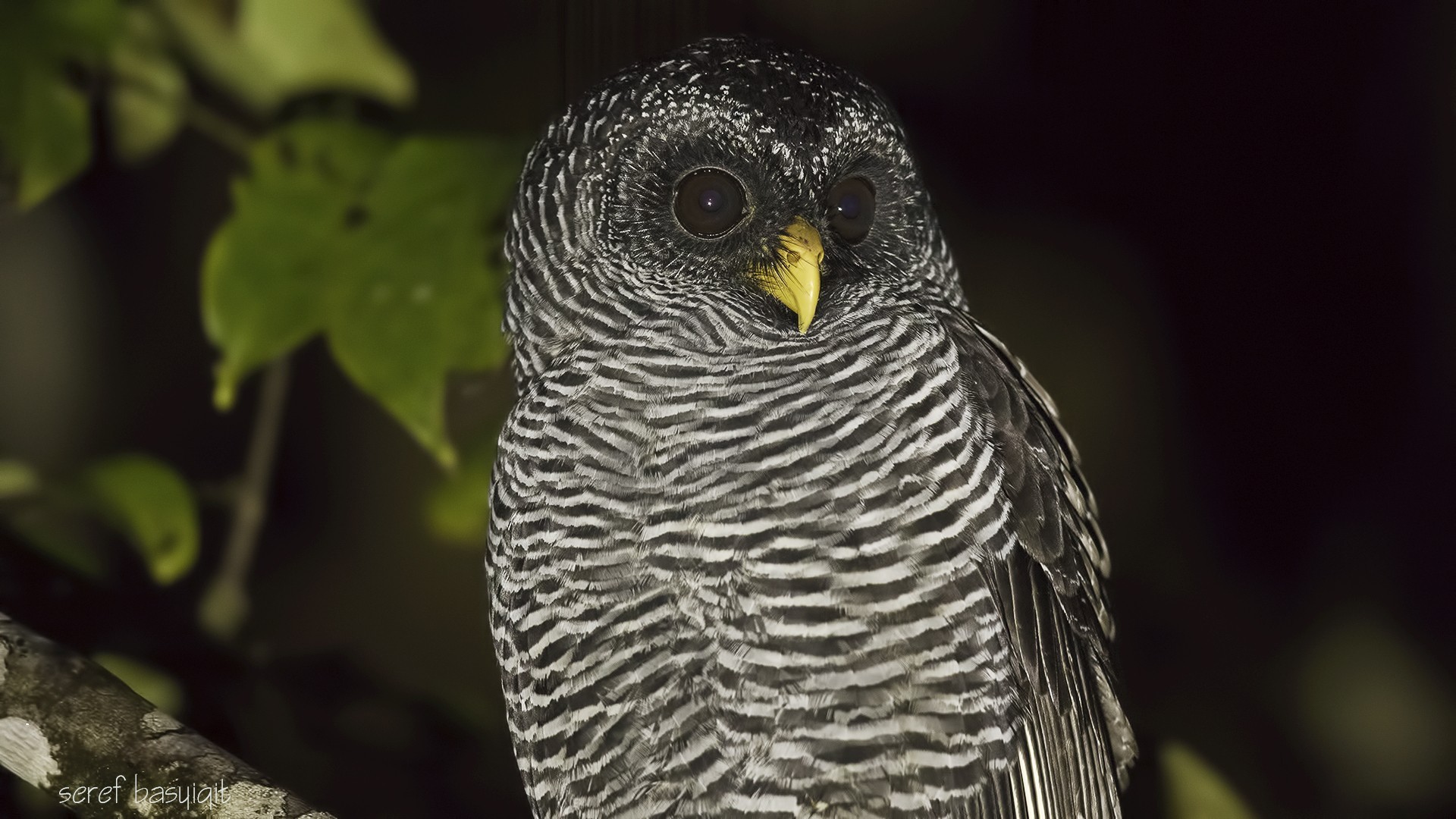 Black-and-white Owl