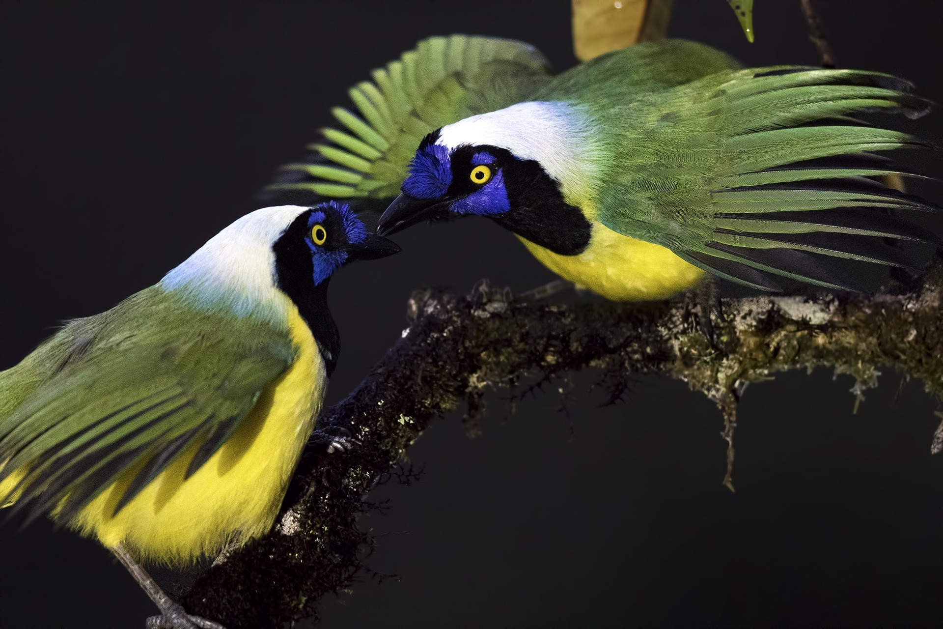 Green Jay
