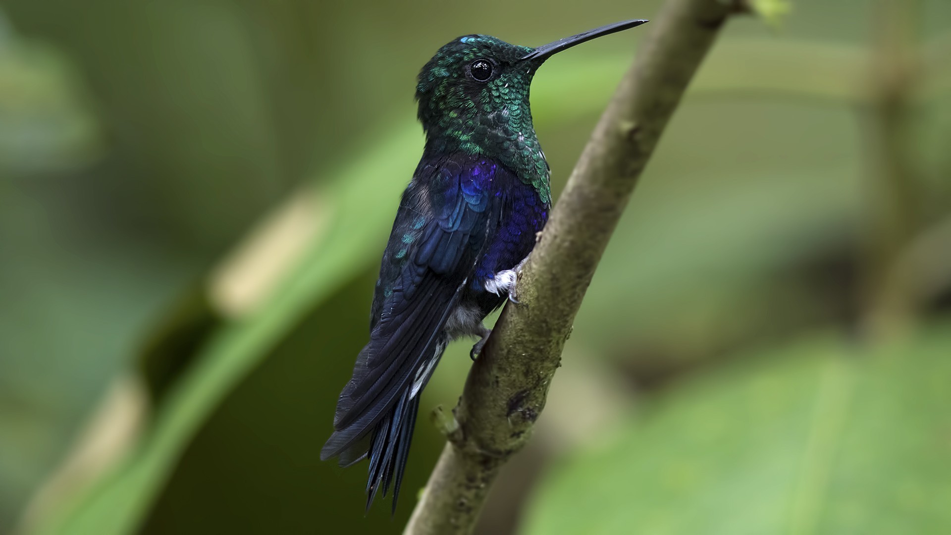 Green-crowned Woodnymph