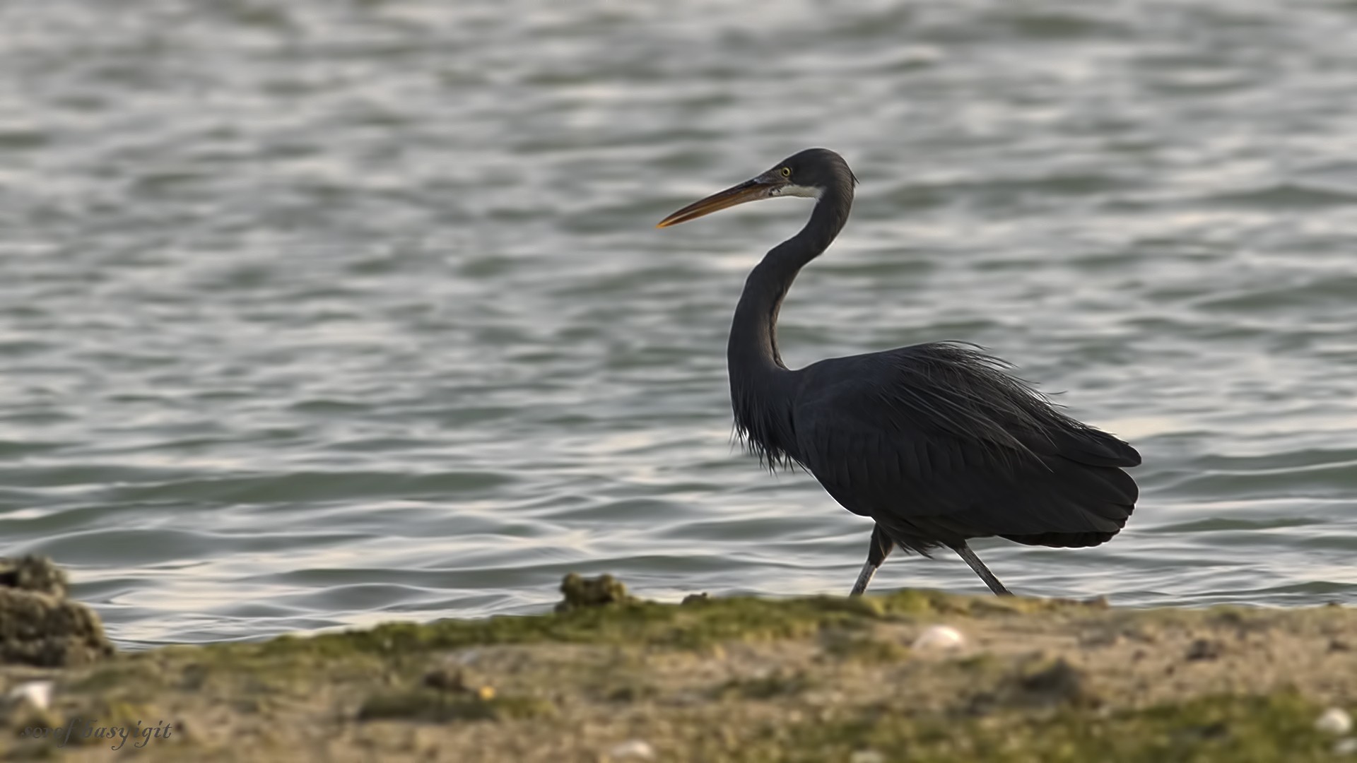 Western Reef-egret