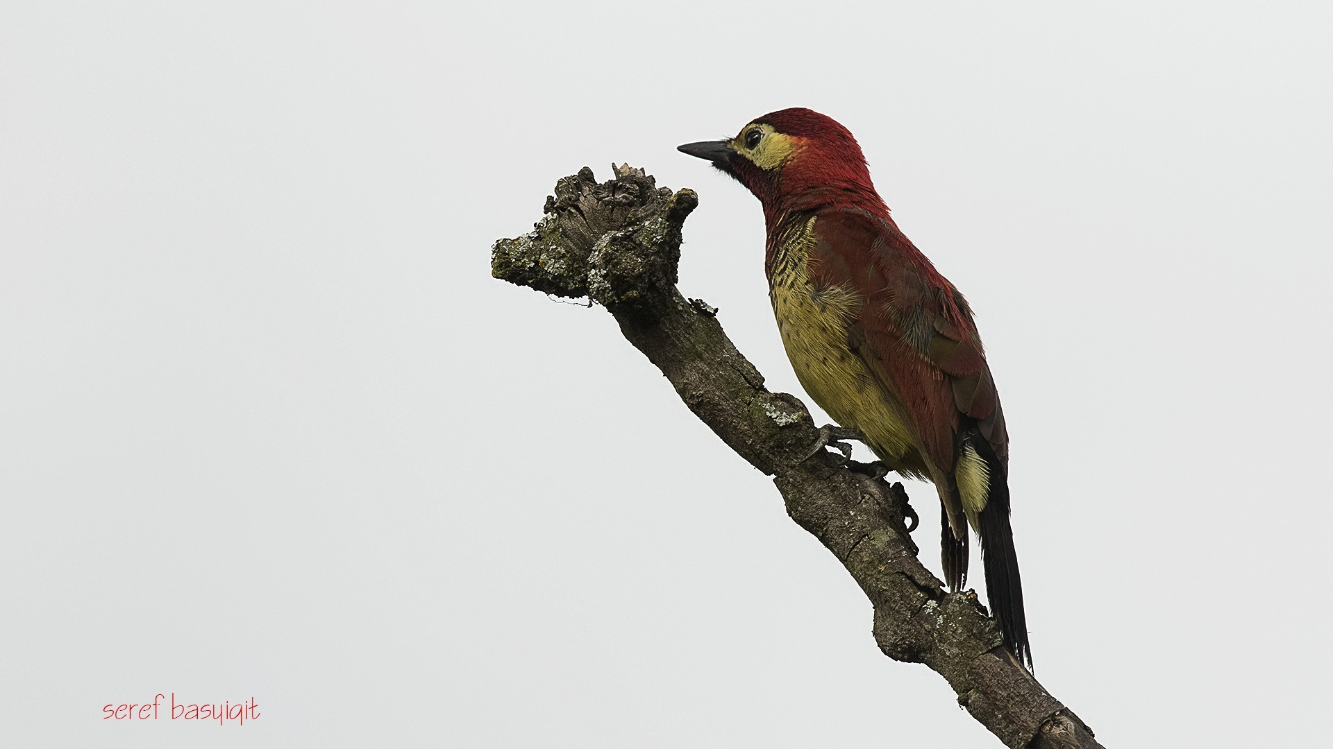 Crimson-mantled Woodpecker — Ana fotoğraf