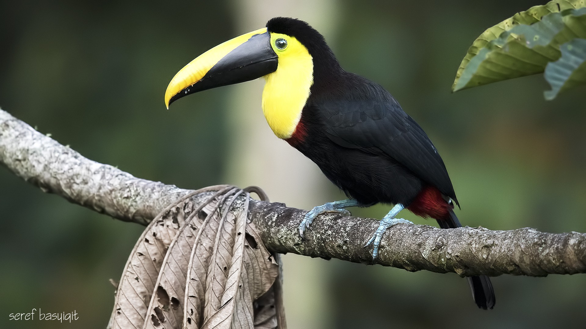 Yellow-throated Toucan — Ana fotoğraf