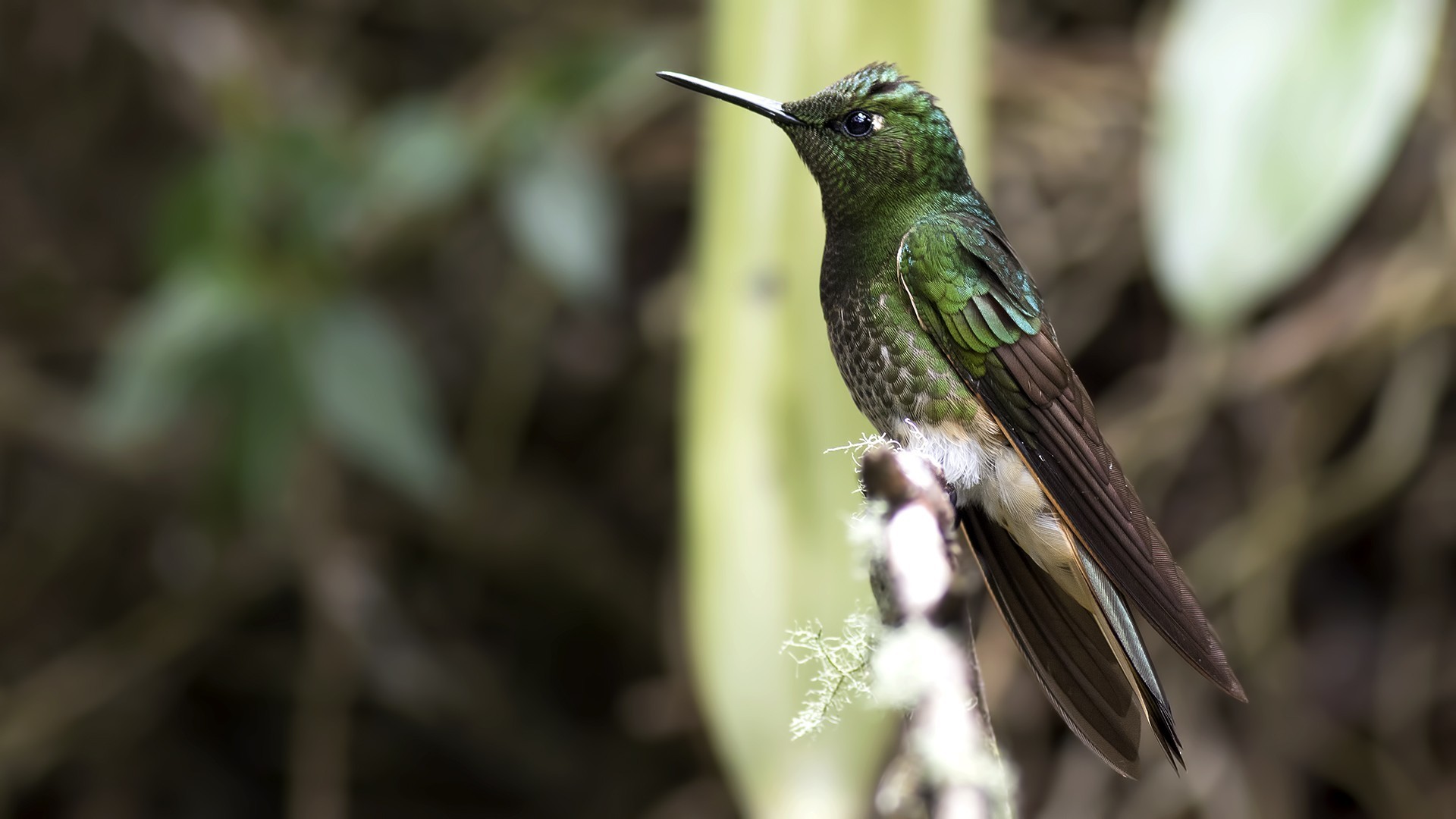 Buff-tailed Coronet — Ana fotoğraf