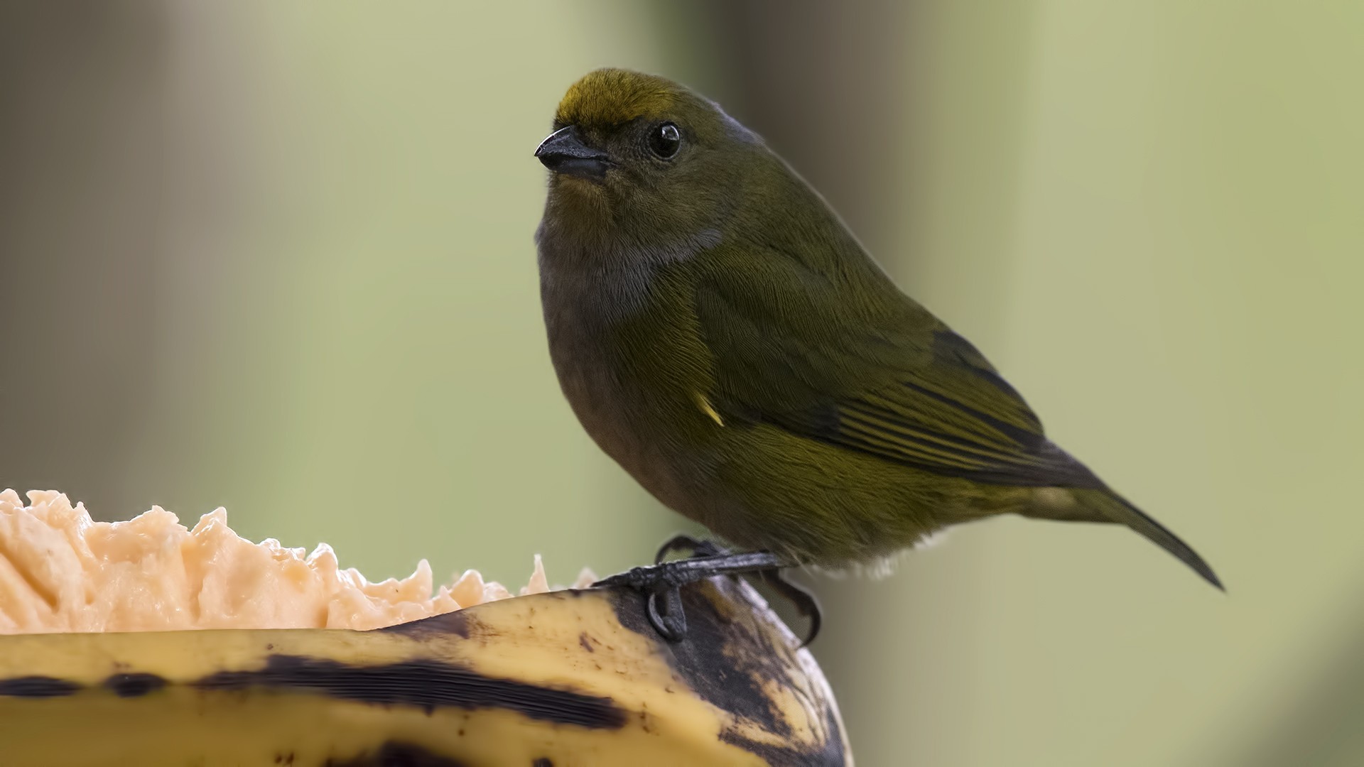 Thick-billed Euphonia — Ana fotoğraf