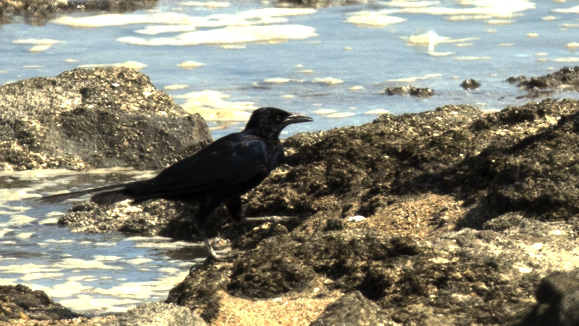 Great-tailed Grackle — Ana fotoğraf