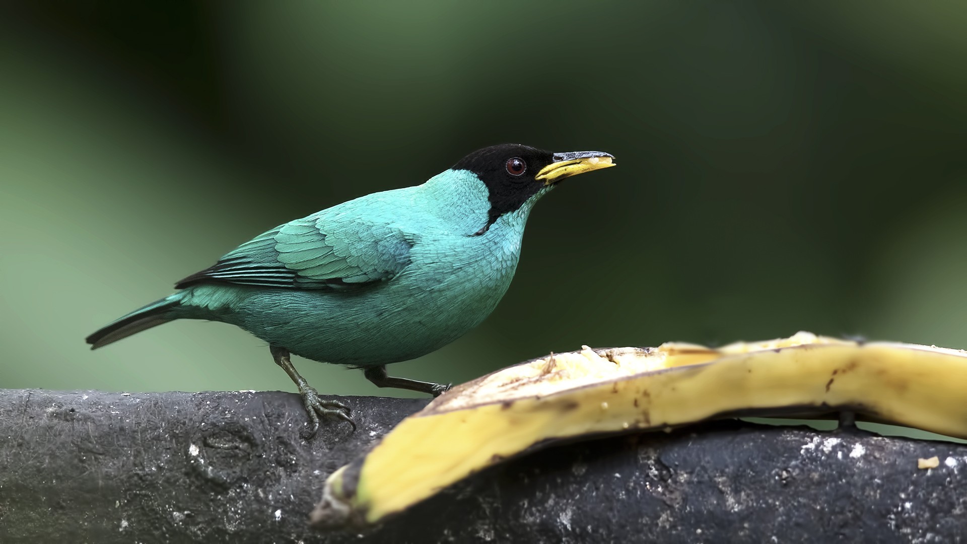 Green Honeycreeper — Ana fotoğraf