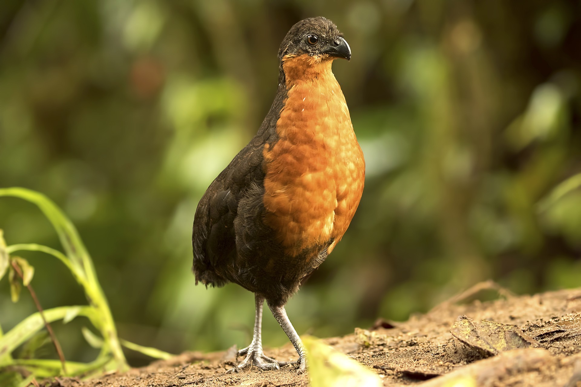 Rufous-breasted Wood-quail — Ana fotoğraf