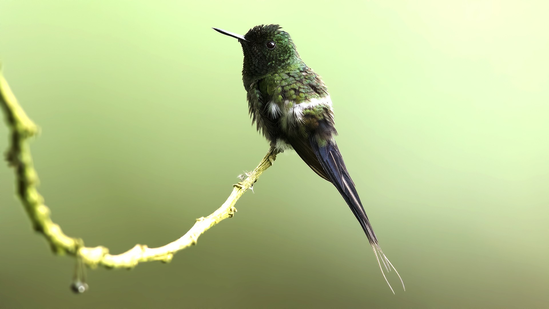 Green Thorntail