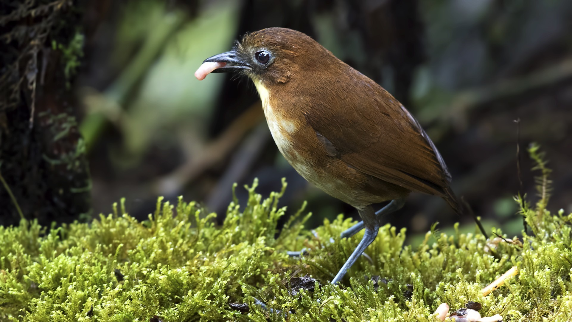 White-bellied Antpitta — Ana fotoğraf