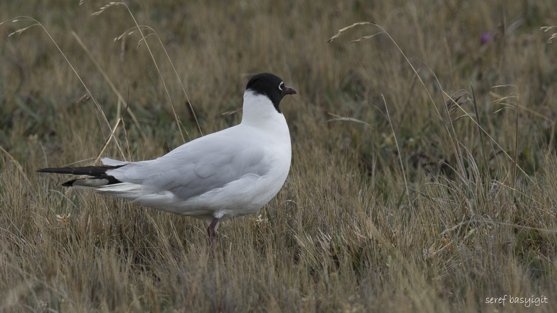 Andean Gull