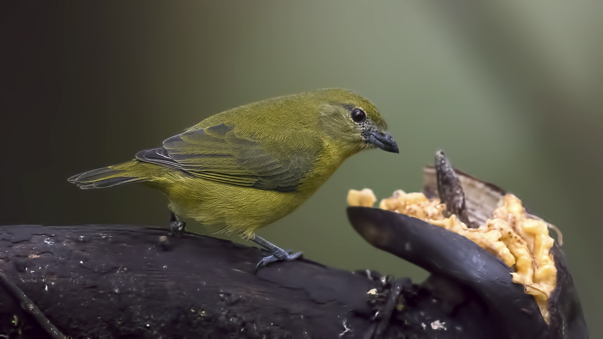 Thick-billed Euphonia