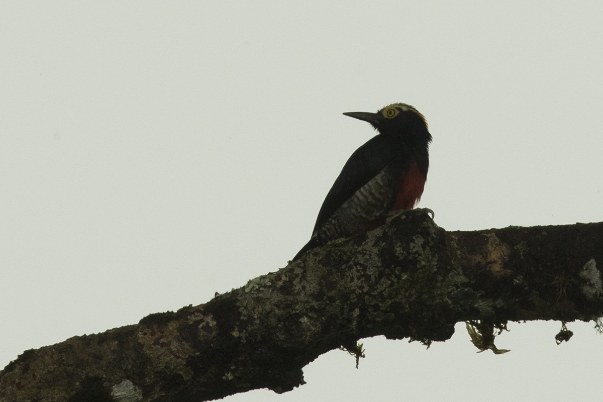 Yellow-tufted Woodpecker