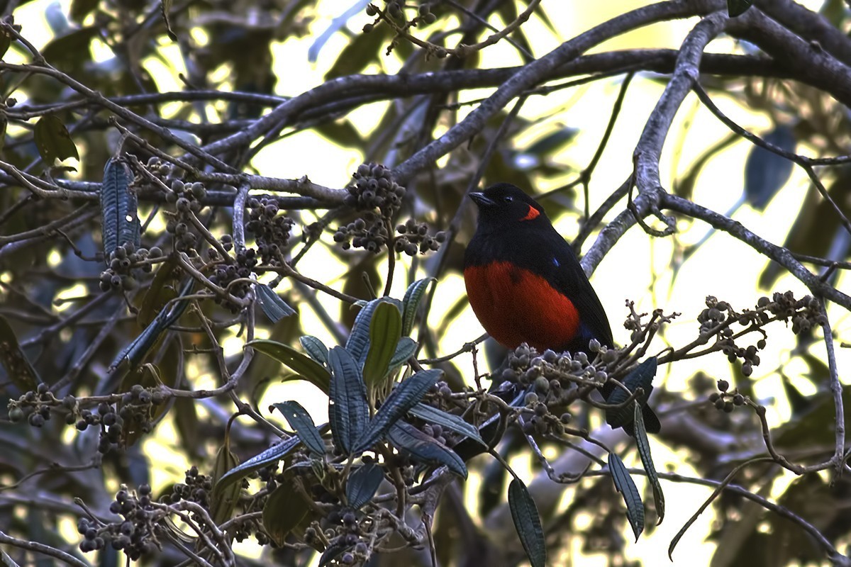 Scarlet-bellied Mountain-tanager — Ana fotoğraf