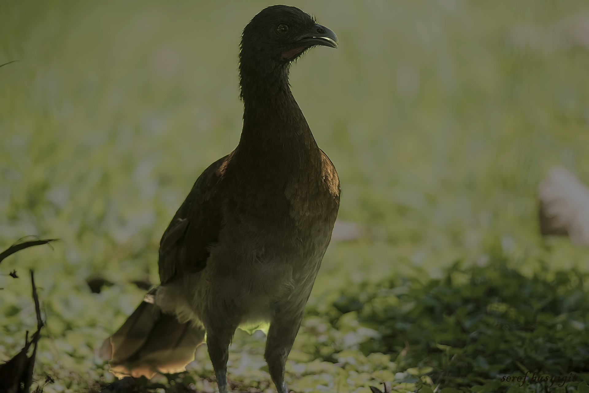 Grey-headed Chachalaca