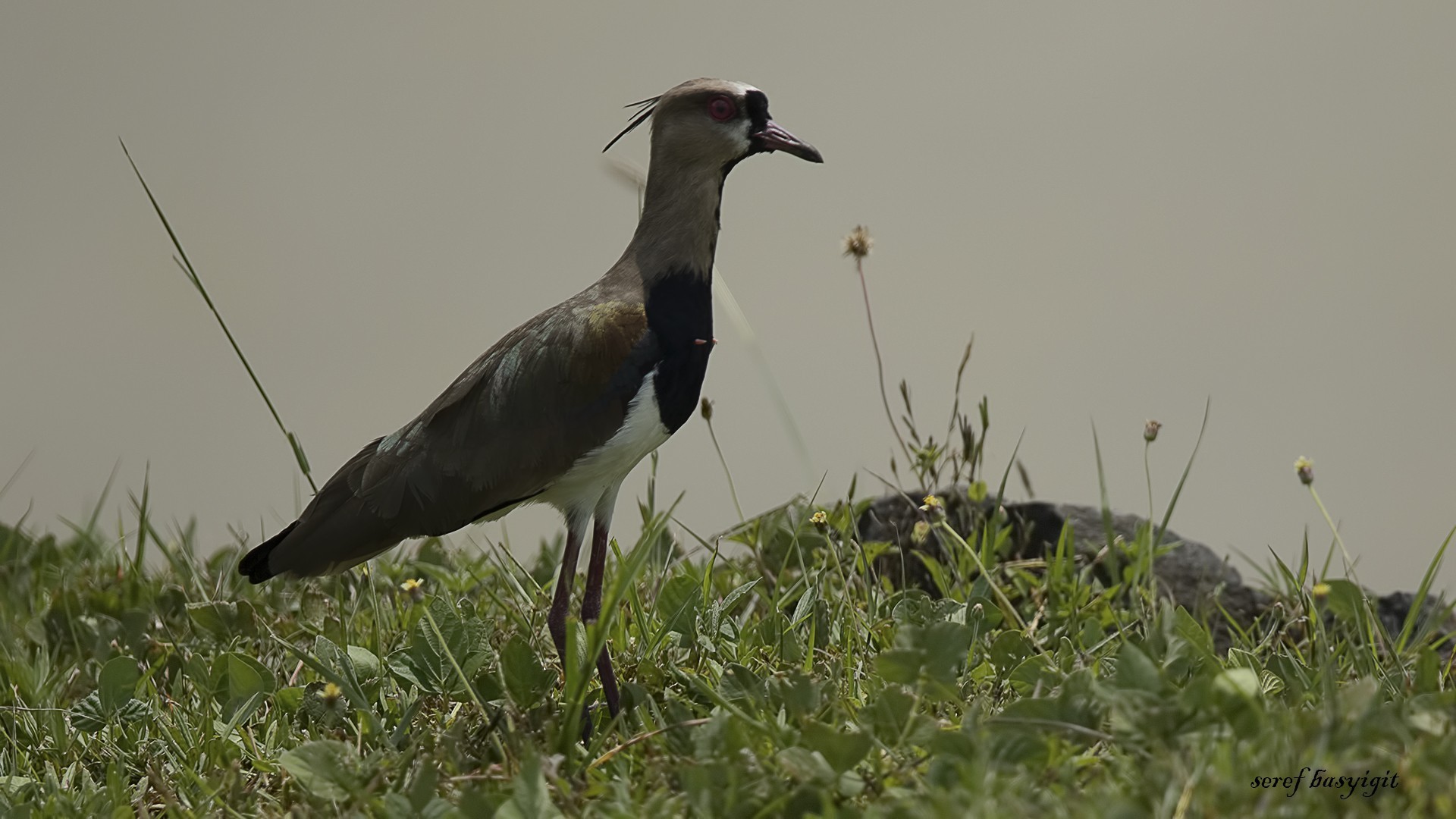 Southern Lapwing