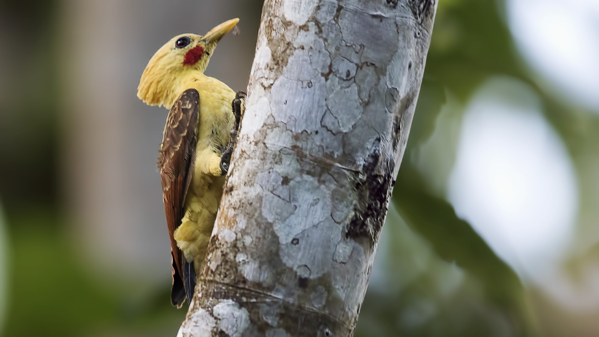 Cream-colored Woodpecker — Ana fotoğraf