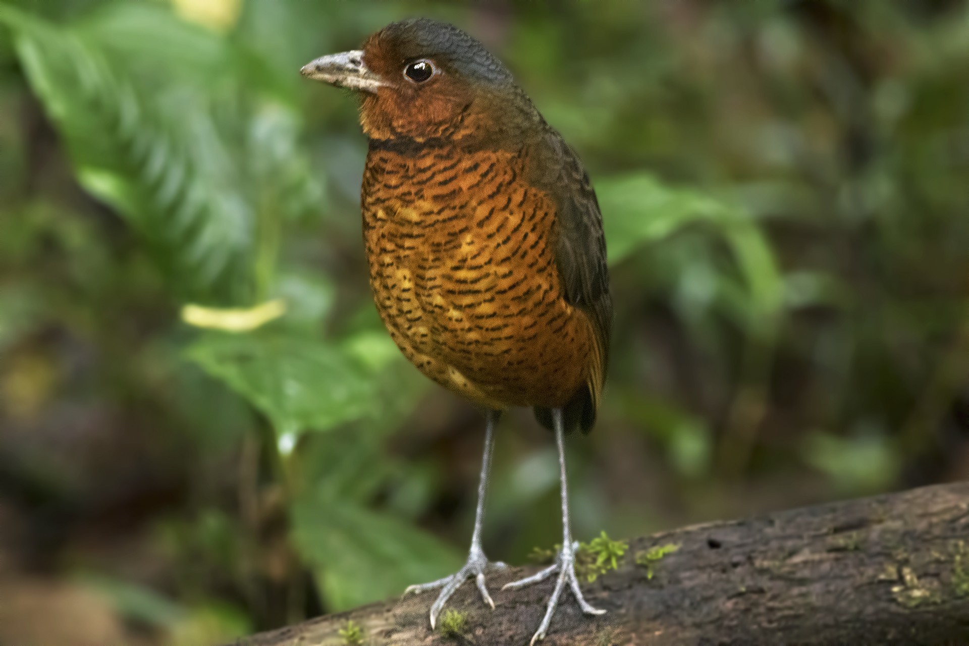 Giant Antpitta — Ana fotoğraf