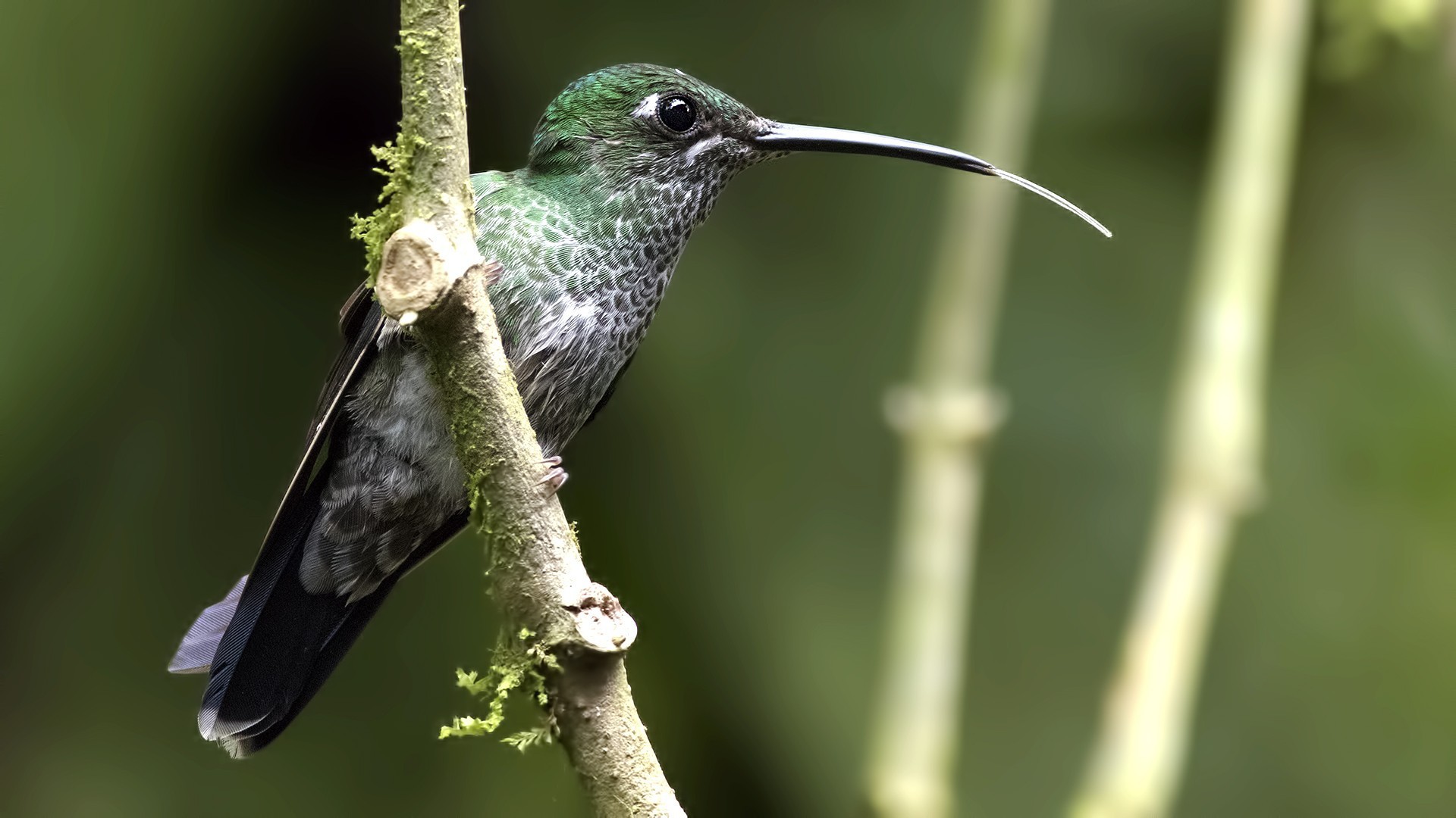 White-necked Jacobin — Ana fotoğraf