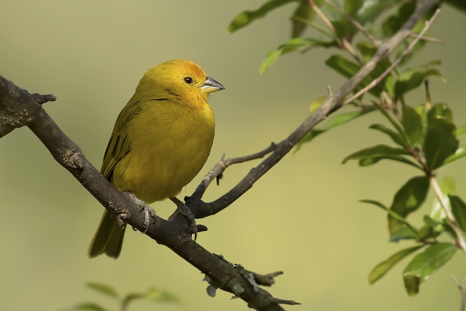 Saffron Finch