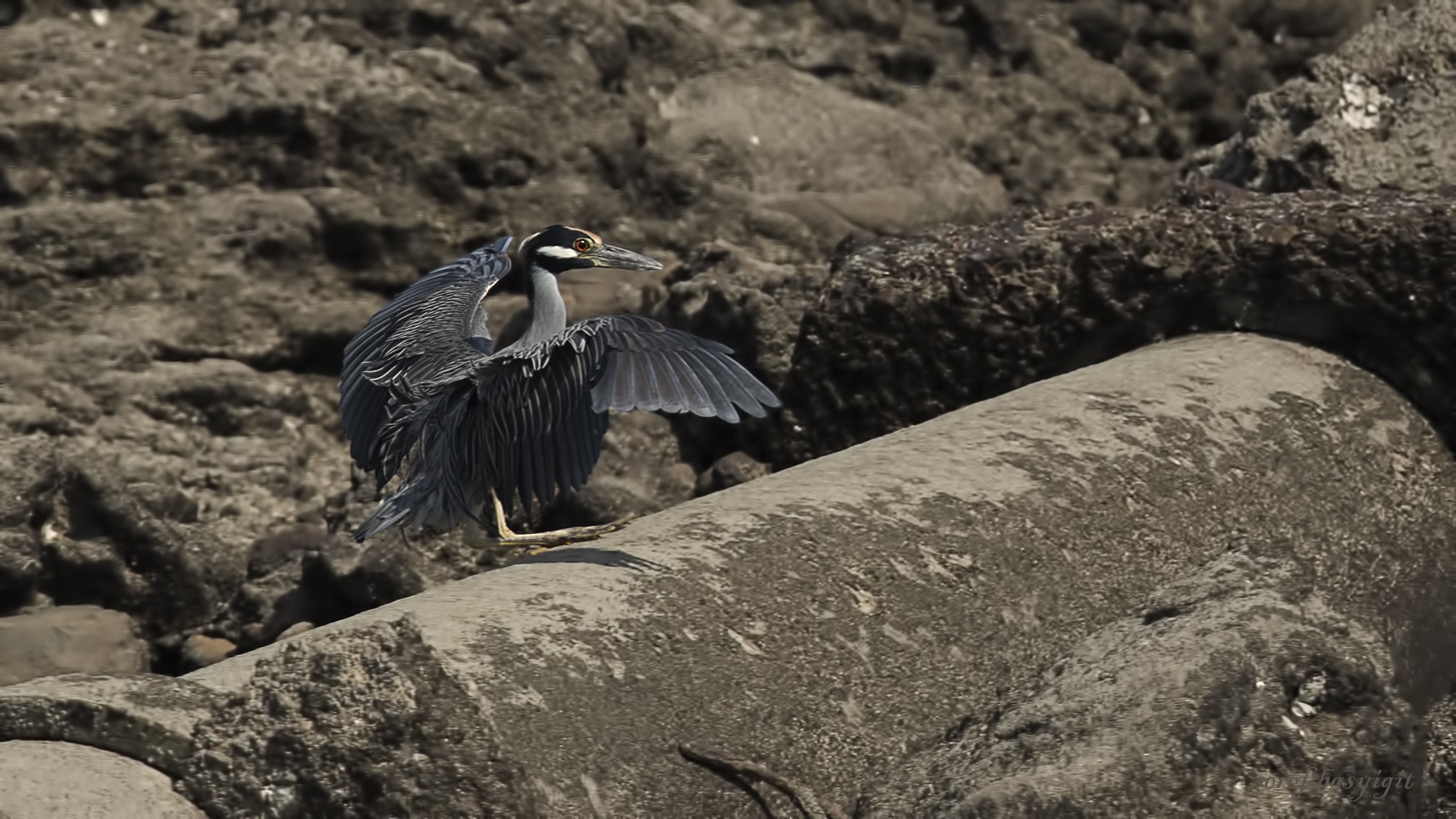 Yellow-crowned Night-heron — Ana fotoğraf