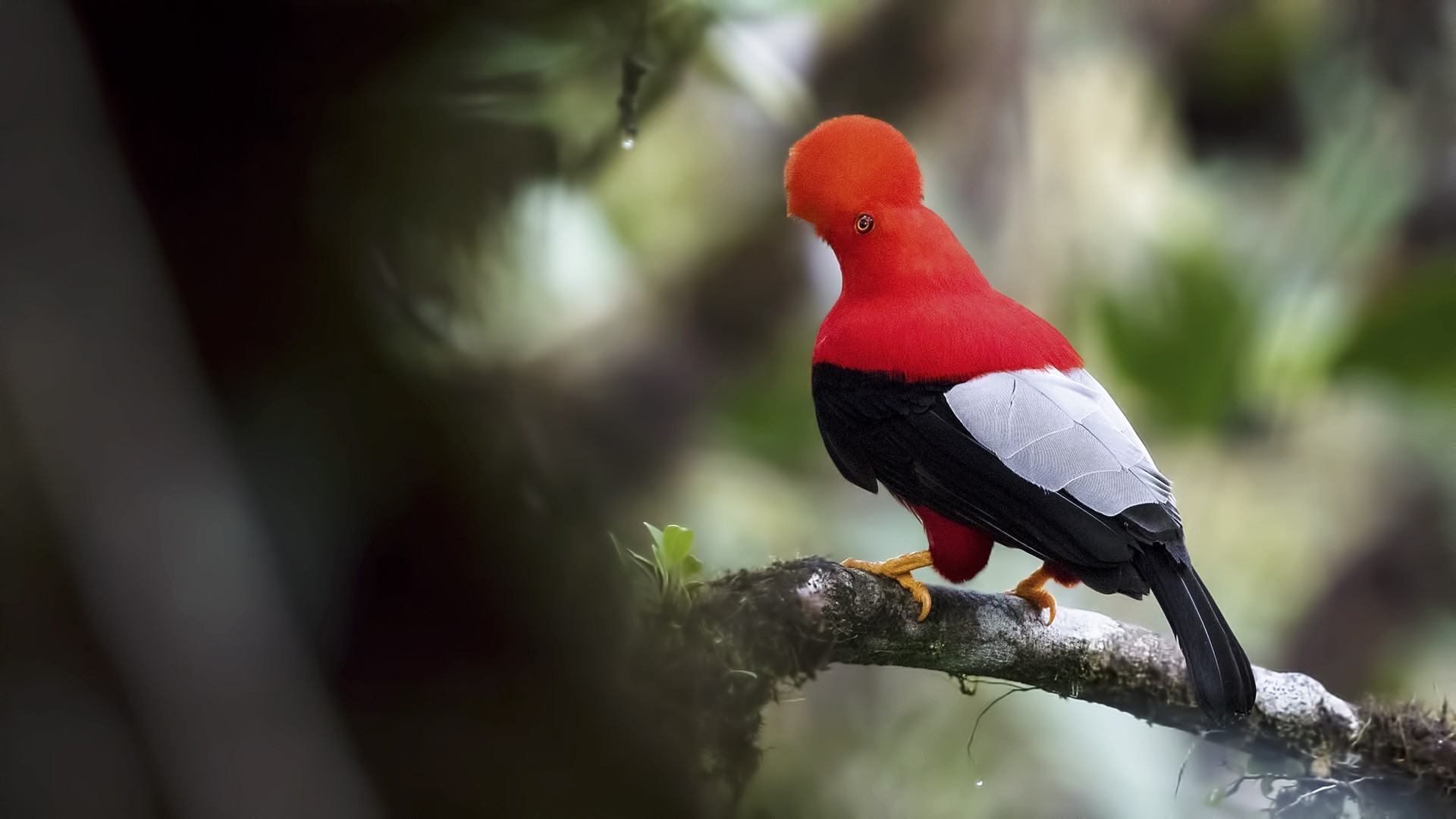 Andean Cock-of-the-rock