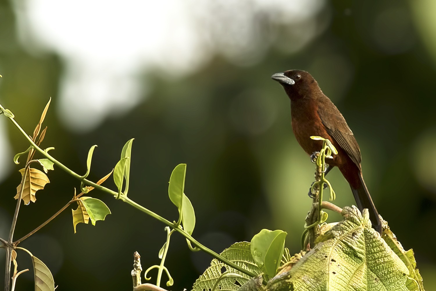 Chestnut-bellied Seed-finch — Ana fotoğraf