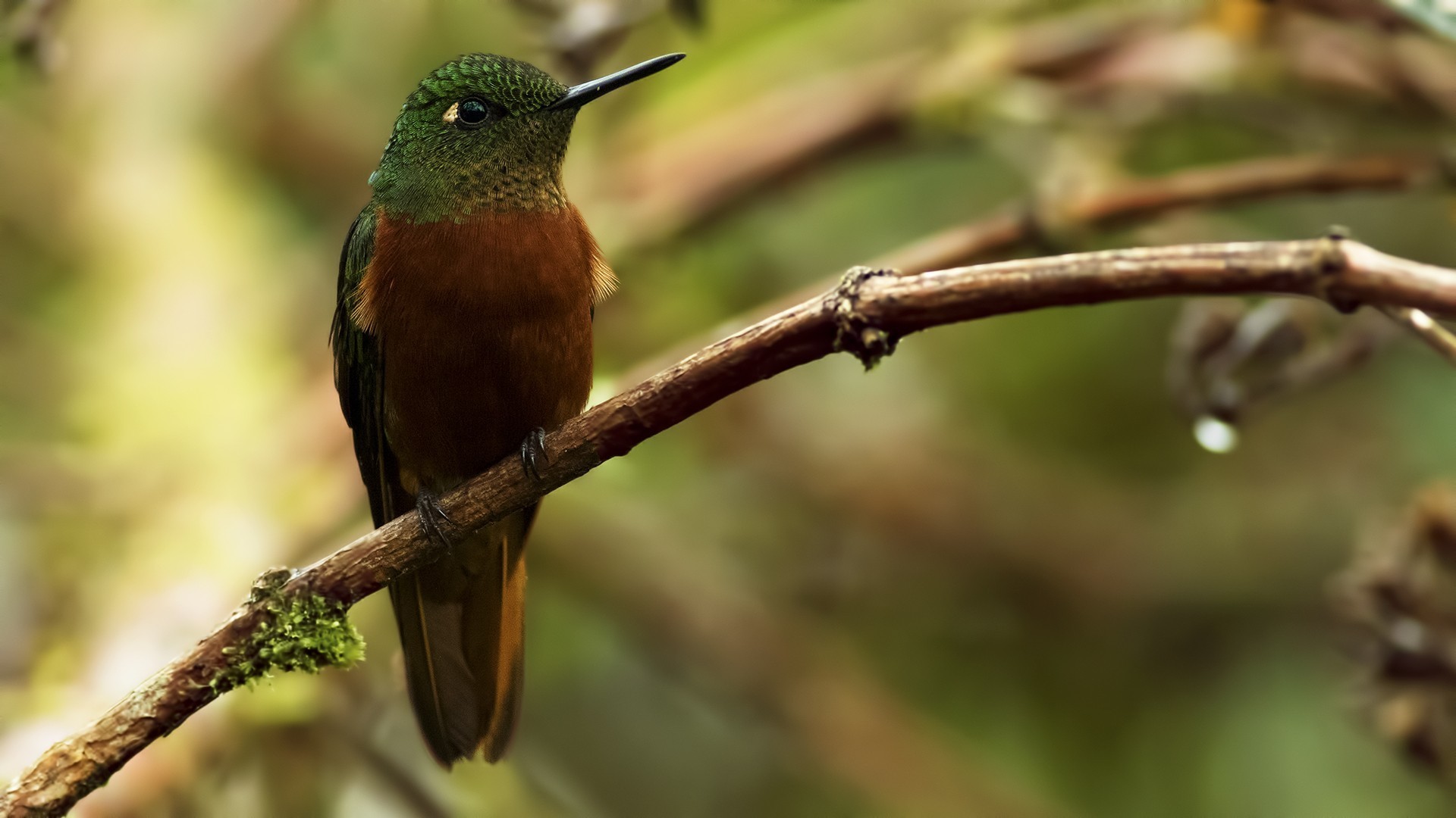 Chestnut-breasted Coronet