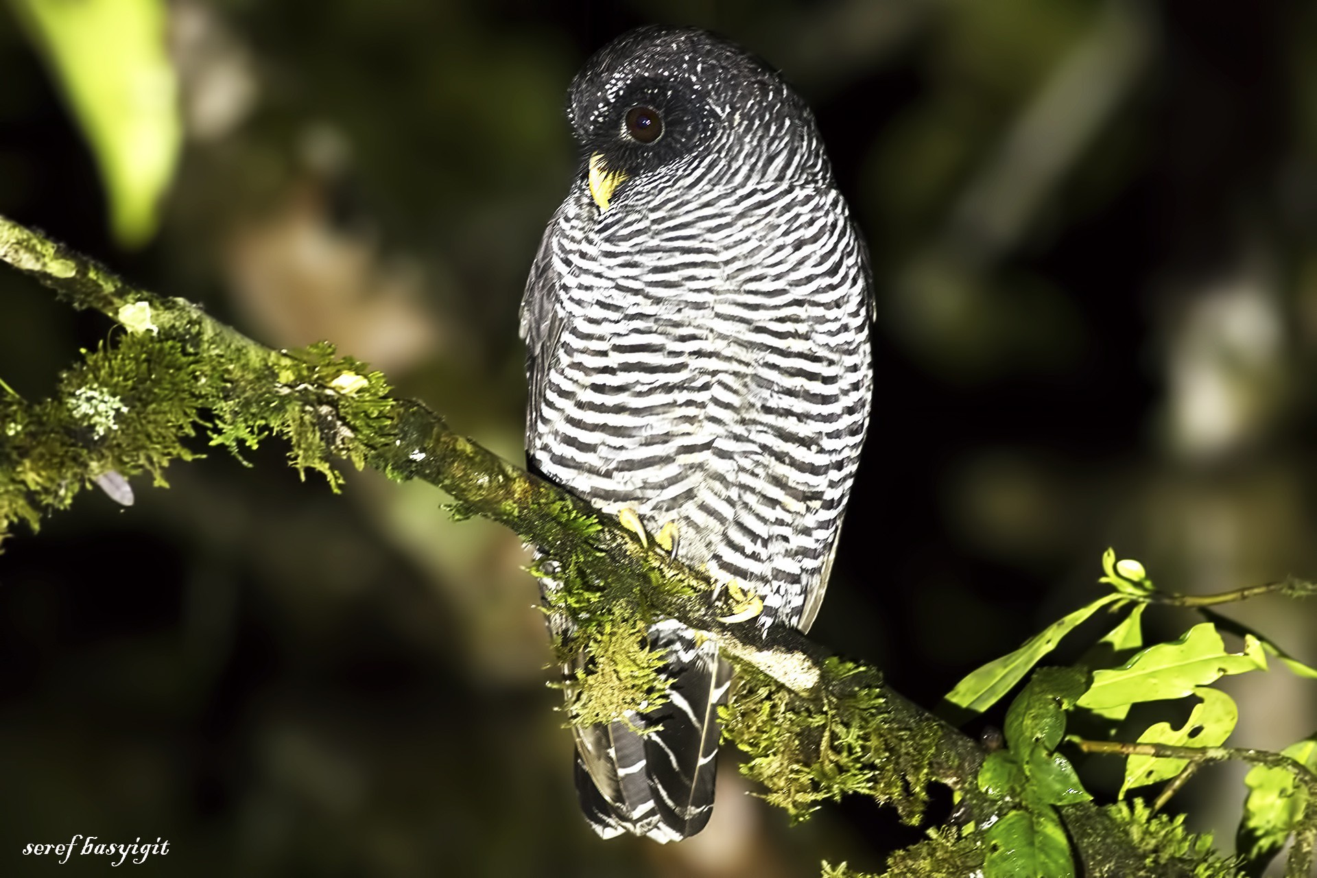 Black-and-white Owl — Ana fotoğraf