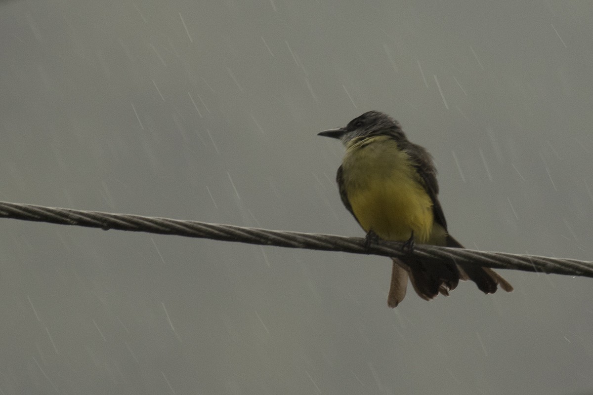 Tropical Kingbird