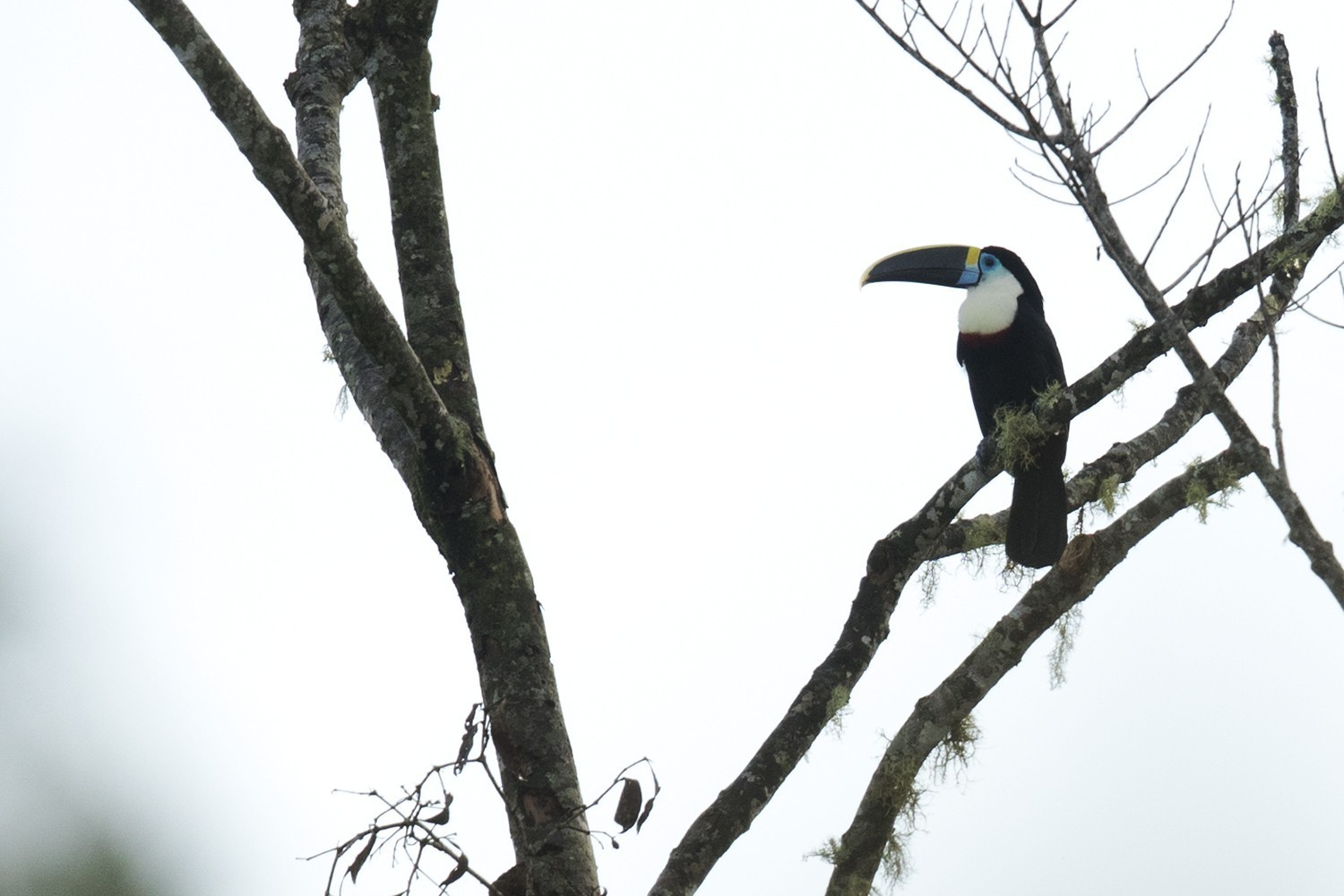 Channel-billed Toucan — Ana fotoğraf