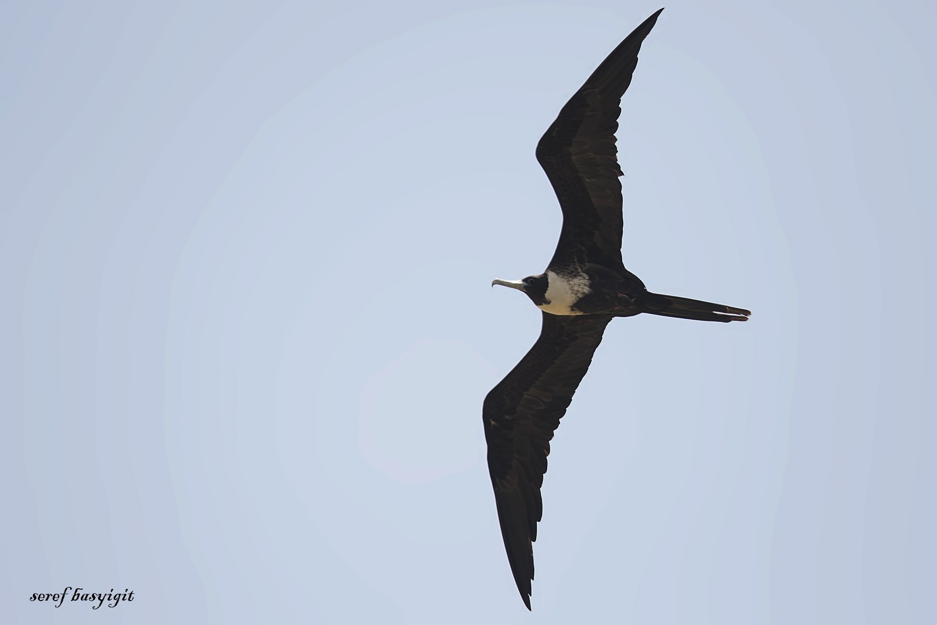 Magnificent Frigatebird