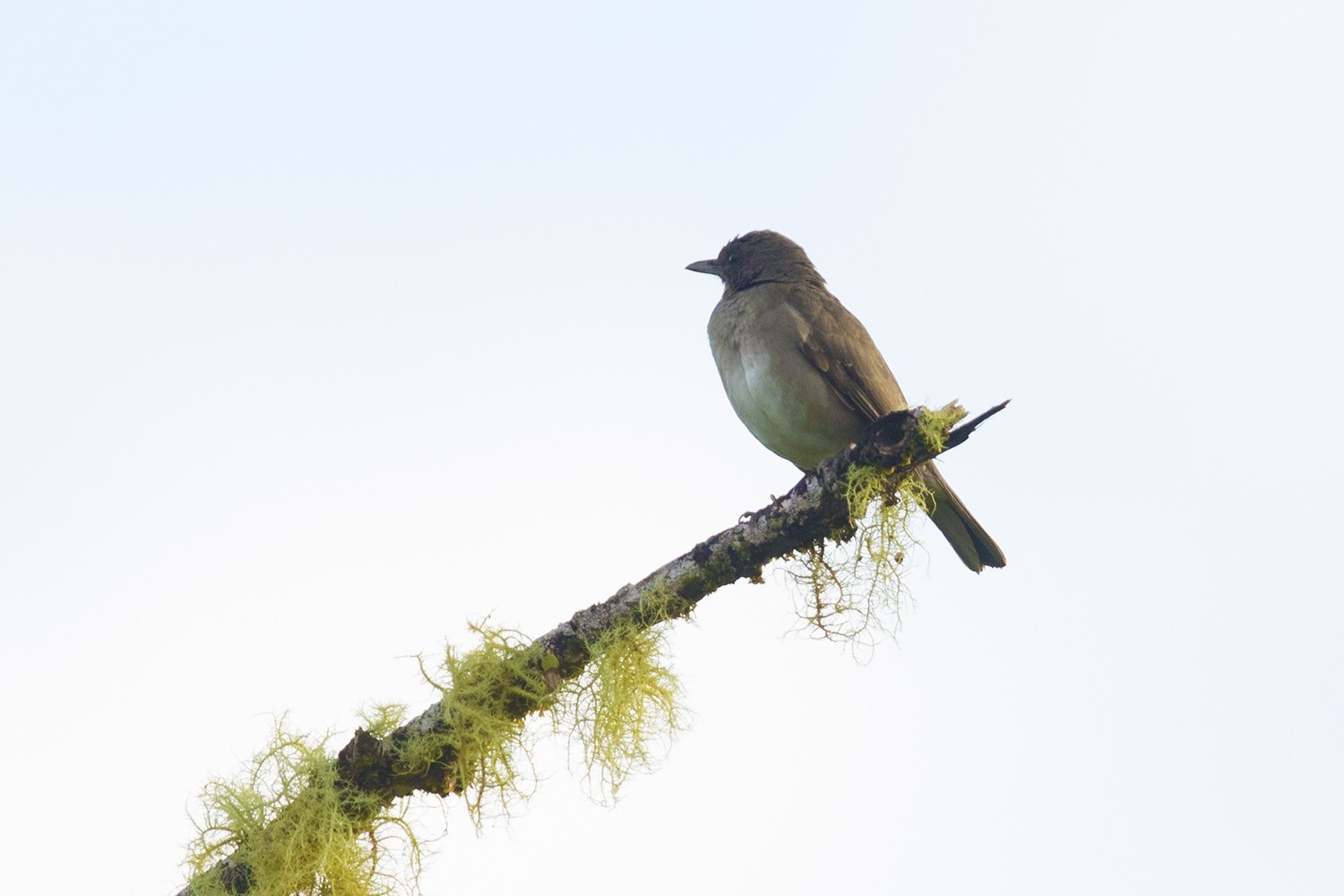 Scaly-throated Foliage-gleaner — Ana fotoğraf