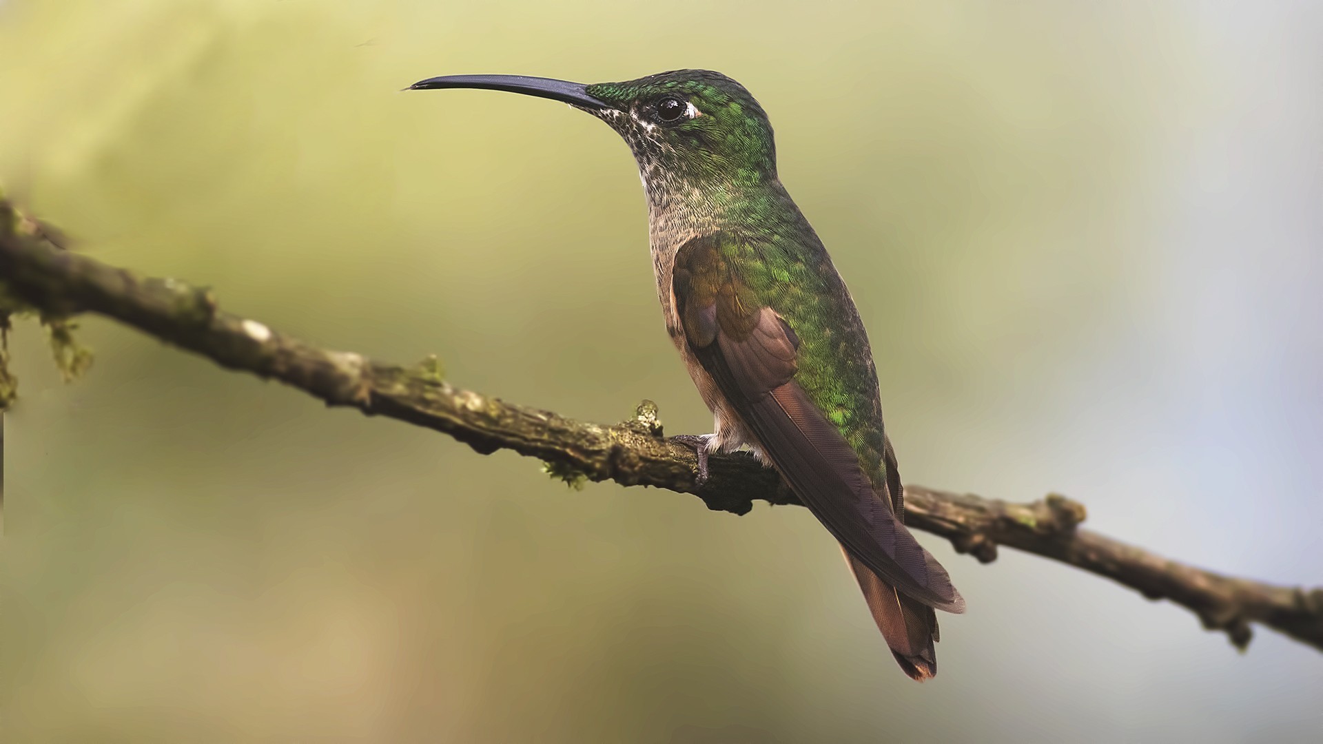 White-necked Jacobin — Ana fotoğraf