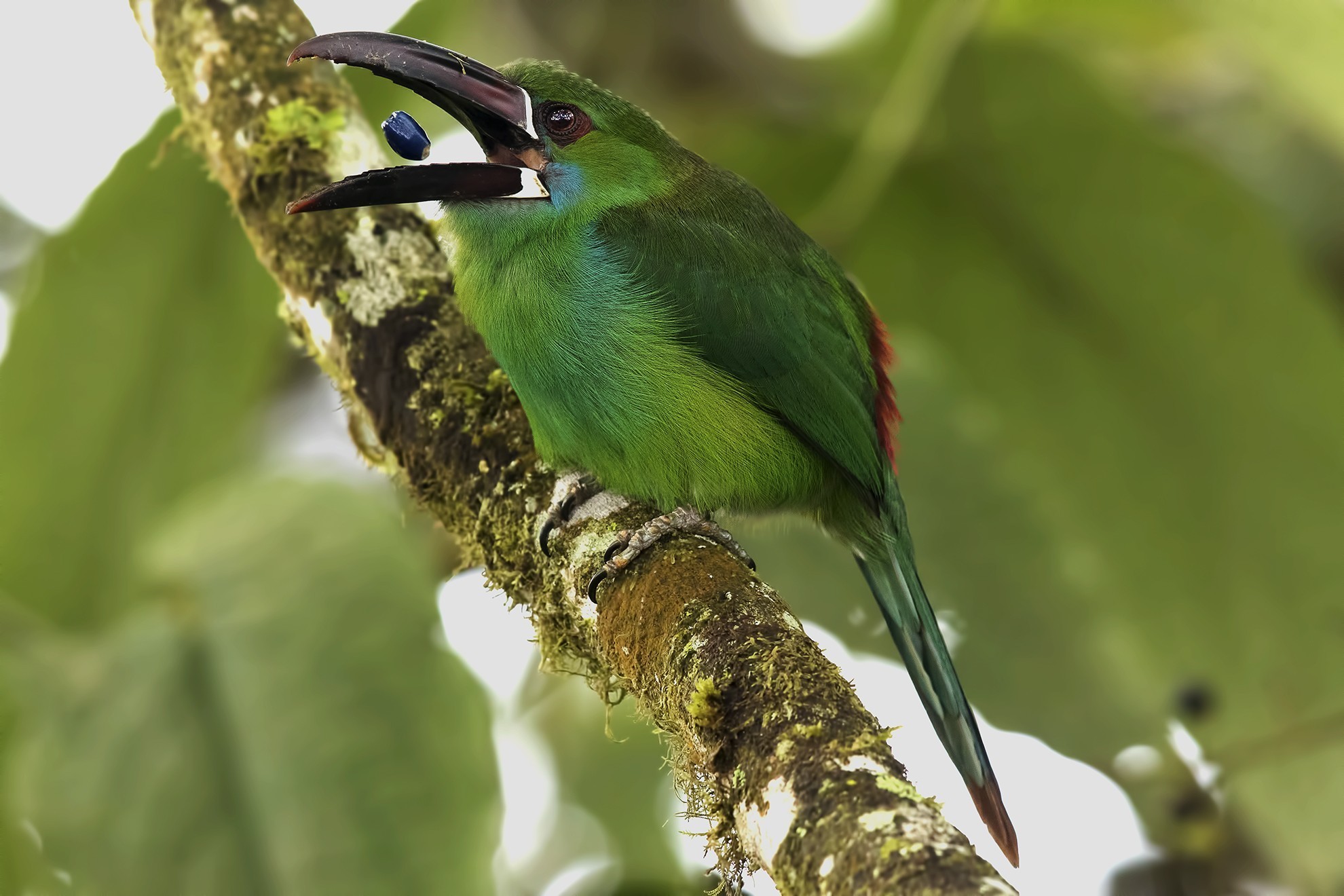 Crimson-rumped Toucanet — Ana fotoğraf