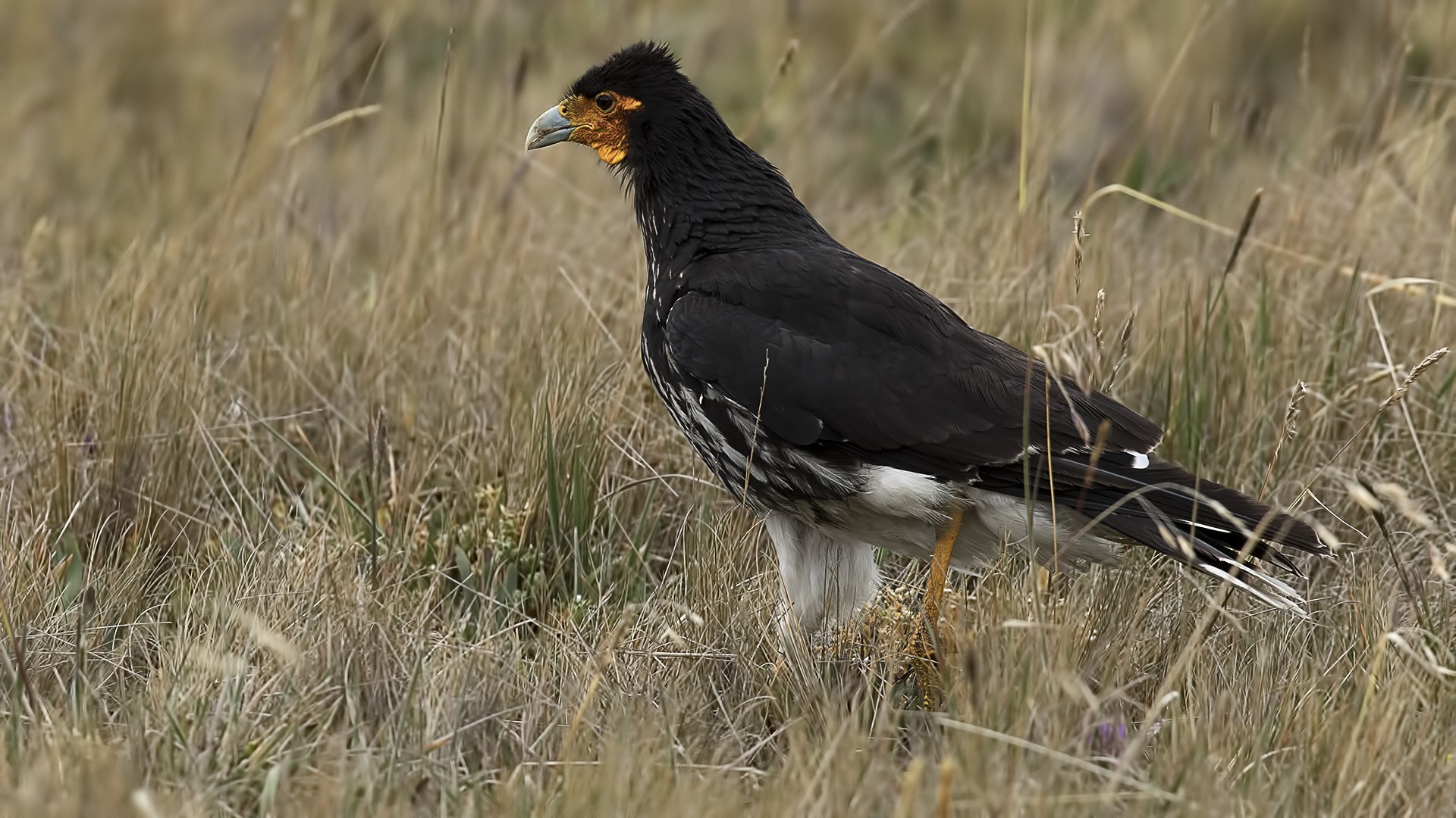 Carunculated Caracara