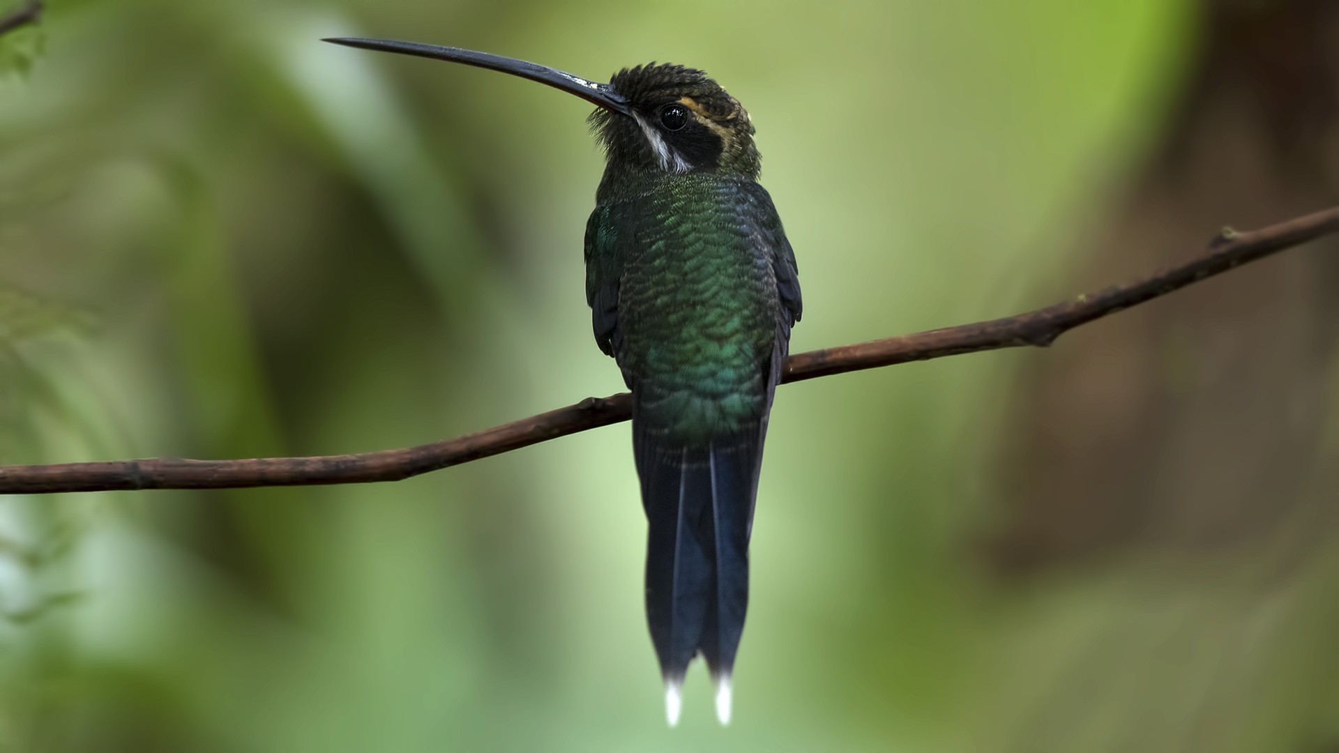 White-whiskered Hermit
