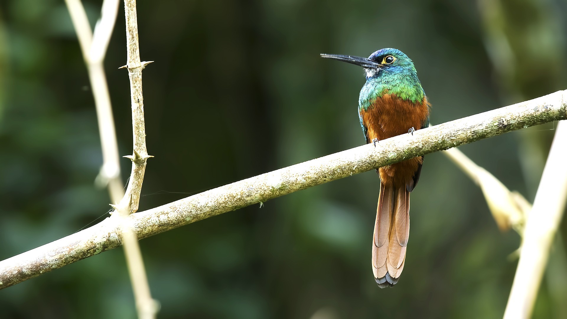 Coppery-chested Jacamar