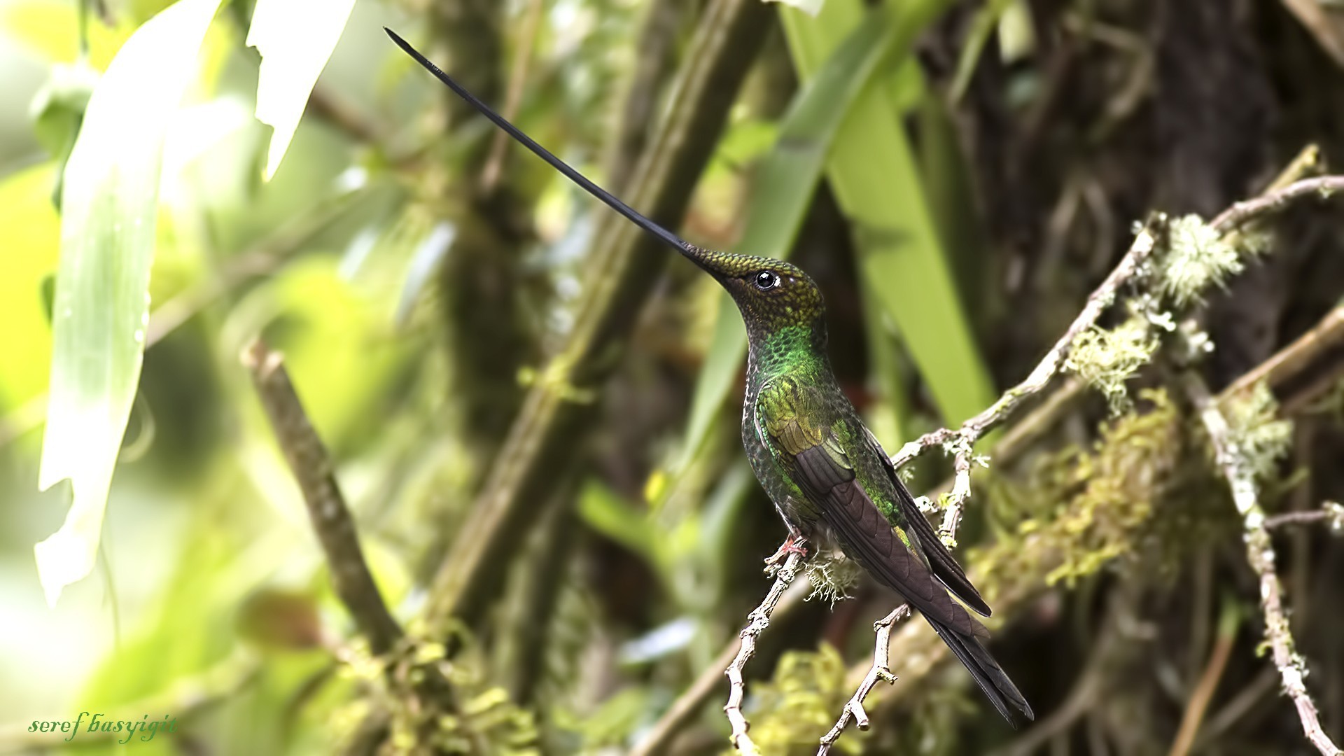 Sword-billed Hummingbird